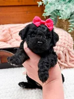 Micro Mini Nancy, a female Miniature Bernedoodle for sale in Statesville, NC – 9 of 10