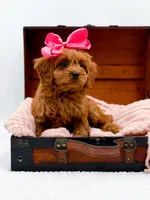 Lainey, a female Cavapoo for sale in Statesville, NC – Photo 4 of 10