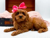 Lainey, a female Cavapoo for sale in Statesville, NC – Photo 6 of 10
