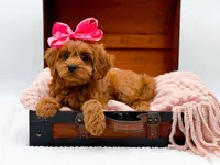 Lainey, a female Cavapoo for sale in Statesville, NC – Photo 8 of 10