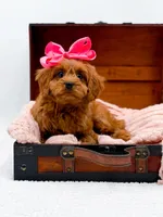 Lainey, a female Cavapoo for sale in Statesville, NC – Photo 5 of 10