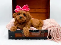 Lainey, a female Cavapoo for sale in Statesville, NC – Photo 10 of 10
