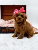 Lainey, a female Cavapoo for sale in Statesville, NC – Photo 7 of 10