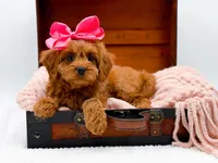 Lainey, a female Cavapoo for sale in Statesville, NC – Photo 3 of 10