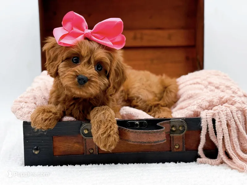 Lainey – Cavapoo puppy for sale in Statesville, NC