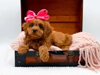 Lainey, a female Cavapoo for sale in Statesville, NC – Photo 2 of 10