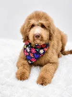 Holly, a male Bernedoodle for sale in Statesville, NC – 3 of 8