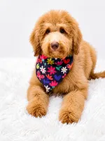 Holly, a male Bernedoodle for sale in Statesville, NC – 8 of 8