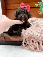 Micro Mini-Nutella, a female Miniature Bernedoodle for sale in Statesville, NC – 9 of 10