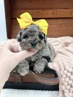 Micro Mini-Nala, a female Miniature Bernedoodle for sale in Statesville, NC – 4 of 10