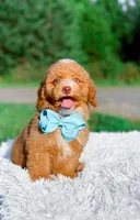 Ozzy, a male Miniature Bernedoodle for sale in Statesville, NC – 1 of 10