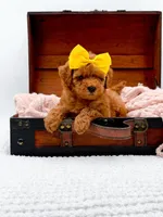 Alice, a female Miniature Goldendoodle for sale in Statesville, NC – 7 of 10