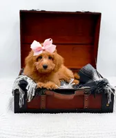 Susie, a female Miniature Goldendoodle for sale in Statesville, NC – 7 of 10