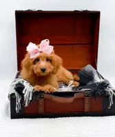 Susie, a female Miniature Goldendoodle for sale in Statesville, NC – 5 of 10