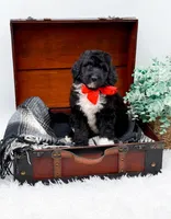 Fonzie, a male Bernedoodle for sale in Statesville, NC – 8 of 10
