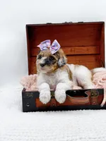 Hailey, a female Bernedoodle for sale in Statesville, NC – 6 of 10