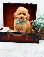 Pretzel, a male Miniature Goldendoodle for sale in Statesville, NC – 8 of 10