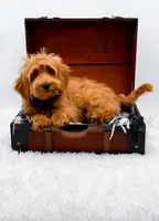 Annie, a female Miniature Goldendoodle for sale in Statesville, NC – 7 of 10
