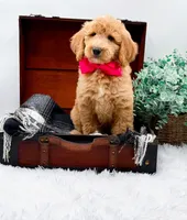 Ginger, a female Goldendoodle for sale in Statesville, NC – 7 of 10