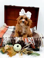 Lady, a female Cavapoo for sale in Statesville, NC – 3 of 10