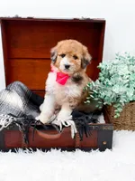 Faye-Blue Eye, a male Bernedoodle for sale in Statesville, NC – 10 of 10