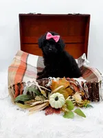 Maddie, a female Poodle - Toy  for sale in Statesville, NC – 10 of 10