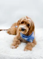 Andy, a male Miniature Goldendoodle for sale in Statesville, NC – 2 of 10