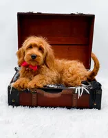 Amy, a female Miniature Goldendoodle for sale in Statesville, NC – 1 of 10