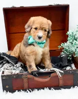 Fletcher, a male Bernedoodle for sale in Statesville, NC – 2 of 10
