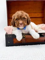 Hank-Blue Eyes, a male Bernedoodle for sale in Statesville, NC – 8 of 10
