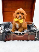 Summer, a female Cavapoo for sale in Statesville, NC – 6 of 10