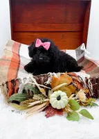 Maddie, a female Poodle - Toy  for sale in Statesville, NC – 8 of 10