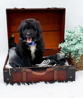 Ford, a male Bernedoodle for sale in Statesville, NC – 9 of 10
