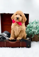 Ginger, a female Goldendoodle for sale in Statesville, NC – 4 of 10