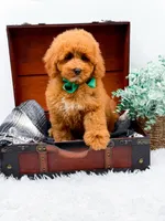 Eddie, a male Miniature Goldendoodle for sale in Statesville, NC – 3 of 10