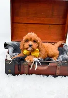 Summer, a female Cavapoo for sale in Statesville, NC – 10 of 10