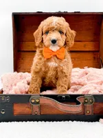 Alfie, a male Miniature Goldendoodle for sale in Statesville, NC – 2 of 10