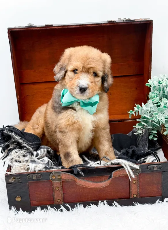 Fletcher – Bernedoodle puppy for sale in Statesville, NC