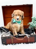 Fletcher, a male Bernedoodle for sale in Statesville, NC – 1 of 10
