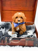 Sam, a male Cavapoo for sale in Statesville, NC – 8 of 10