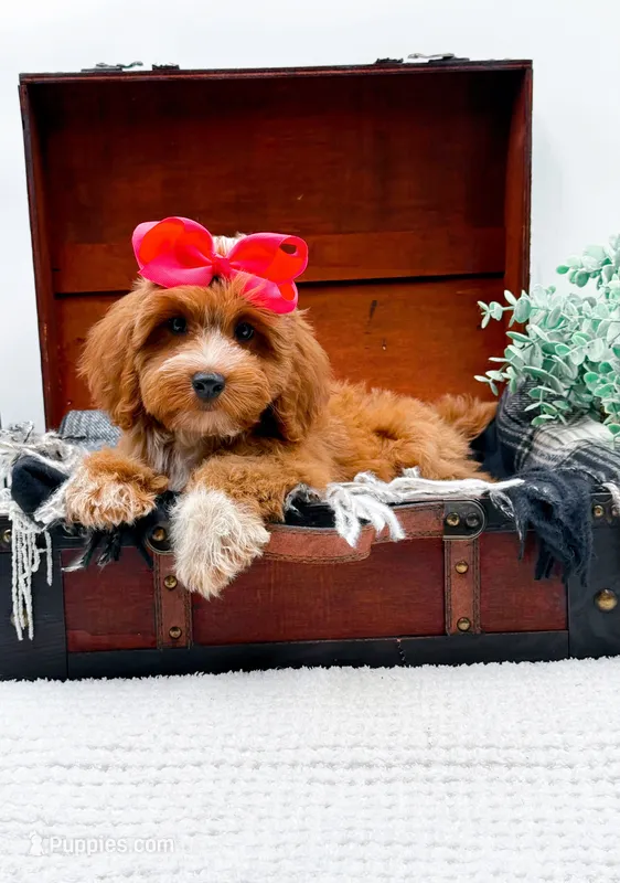 Sophia – Miniature Goldendoodle puppy for sale in Statesville, NC