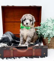 Franklin, a male Bernedoodle for sale in Statesville, NC – 10 of 10
