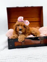 Raleigh, a female Cavapoo for sale in Statesville, NC – 7 of 10