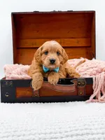 Samson, a male Miniature Goldendoodle for sale in Statesville, NC – 3 of 10