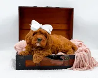 Ruby, a female Cavapoo for sale in Statesville, NC – 9 of 10