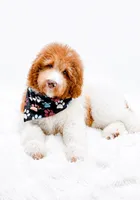 Harry, a male Bernedoodle for sale in Statesville, NC – 1 of 10