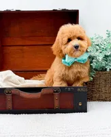 Pretzel, a male Miniature Goldendoodle for sale in Statesville, NC – 2 of 10
