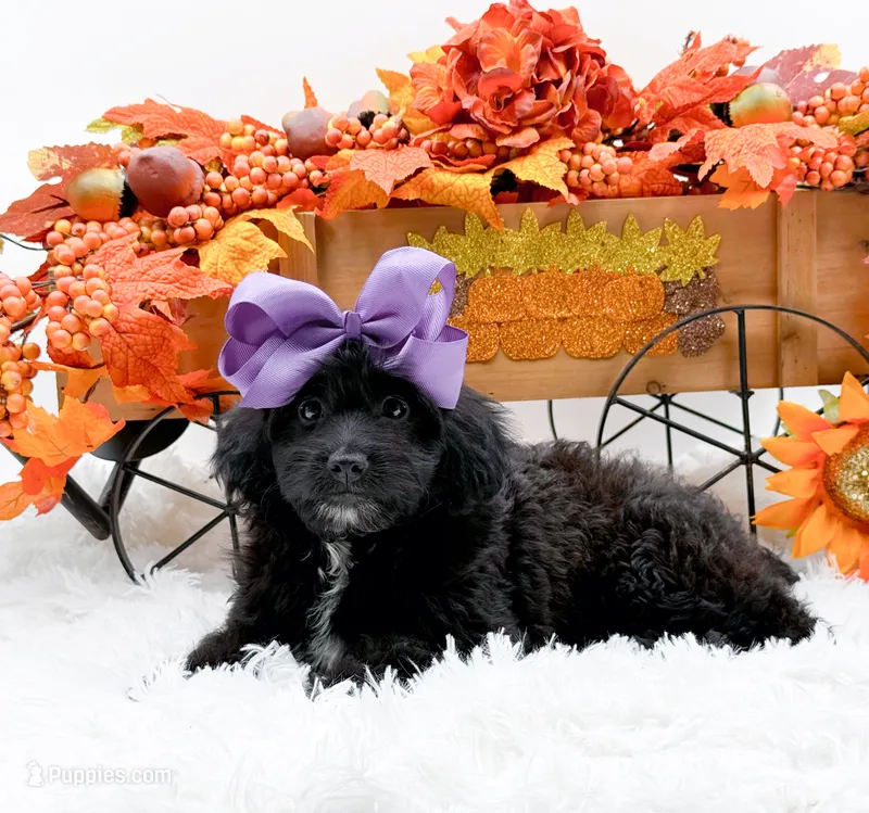 Tessa – Cavapoo puppy for sale in Statesville, NC