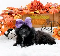 Tessa, a female Cavapoo for sale in Statesville, NC – 1 of 10
