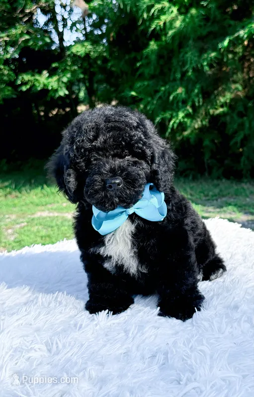 Micro Mini-Nelson – Miniature Bernedoodle puppy for sale in Statesville, NC